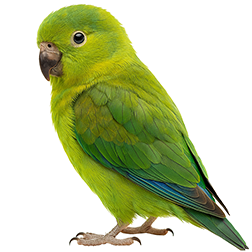 Dusky-billed Parrotlet